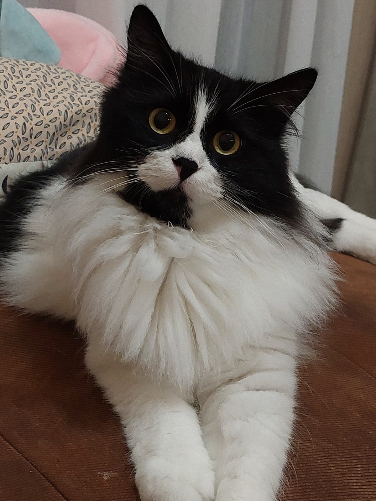 Plovdiv resident documents afternoon with fluffy cat companion