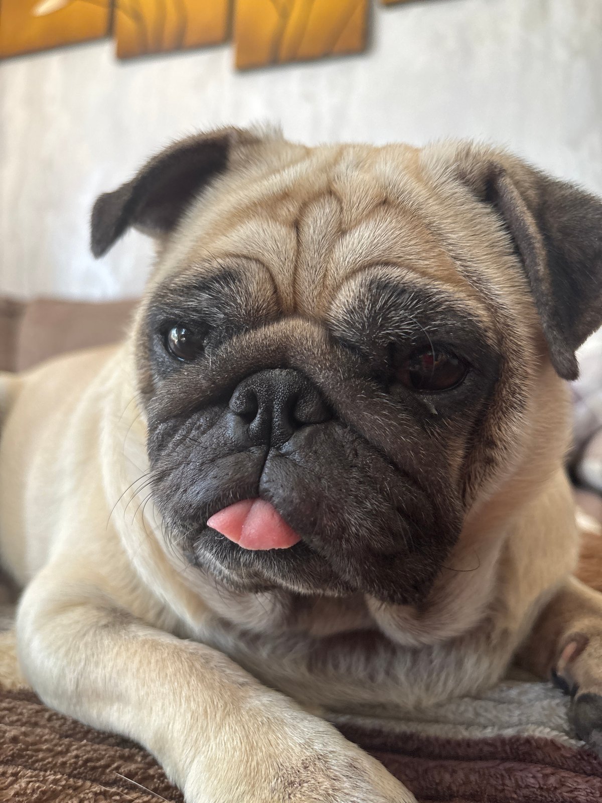 Sochi afternoon: pug antics, city architecture, and pink outfits