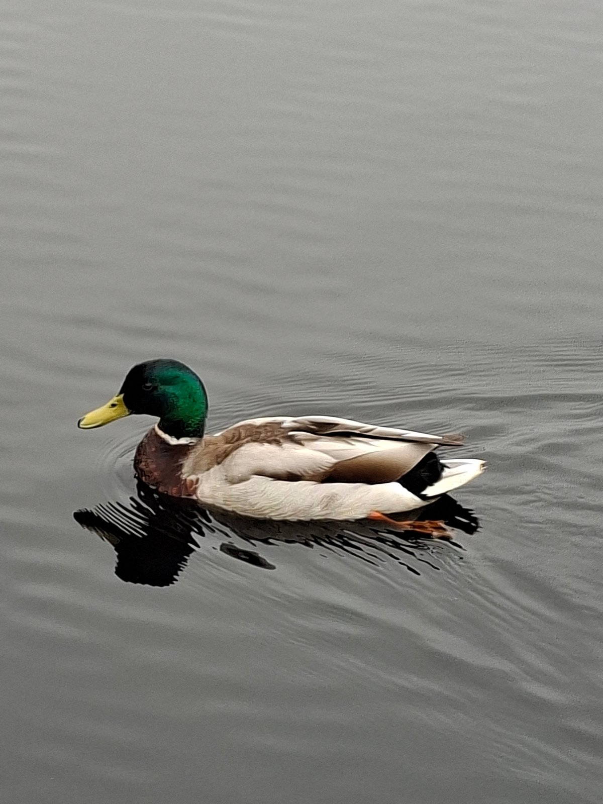 Morning wildlife observed at Vantaa lake includes ducks, crows, flowers