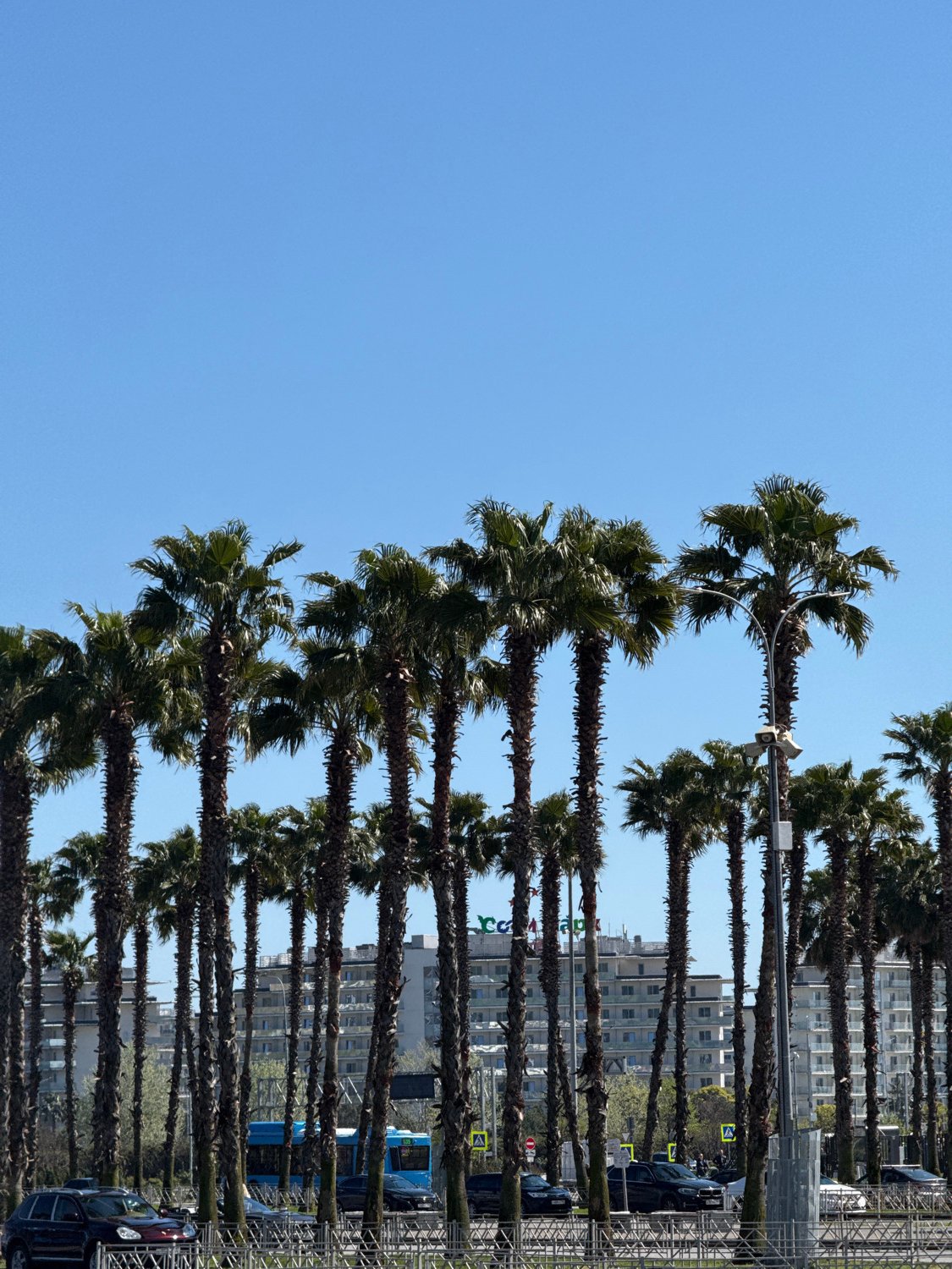 Palm trees and Olympic monuments documented in Sirius, Russia
