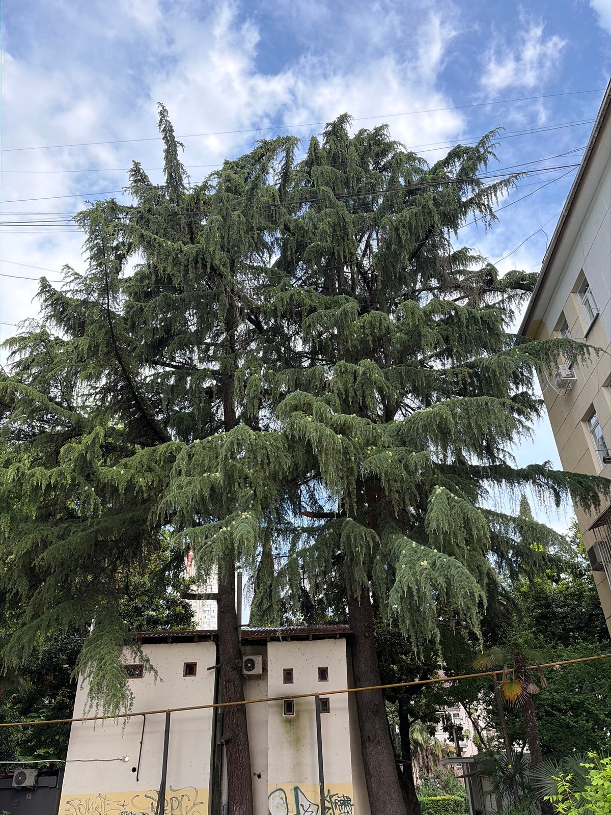 Subtropical greenery and park life in a Sochi neighborhood