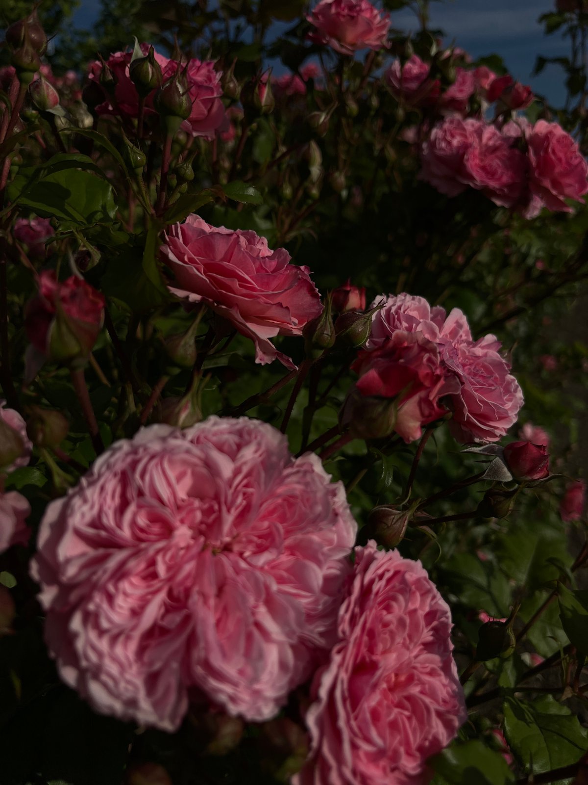 Person photographed among blooming roses in Novopokrovskaya garden