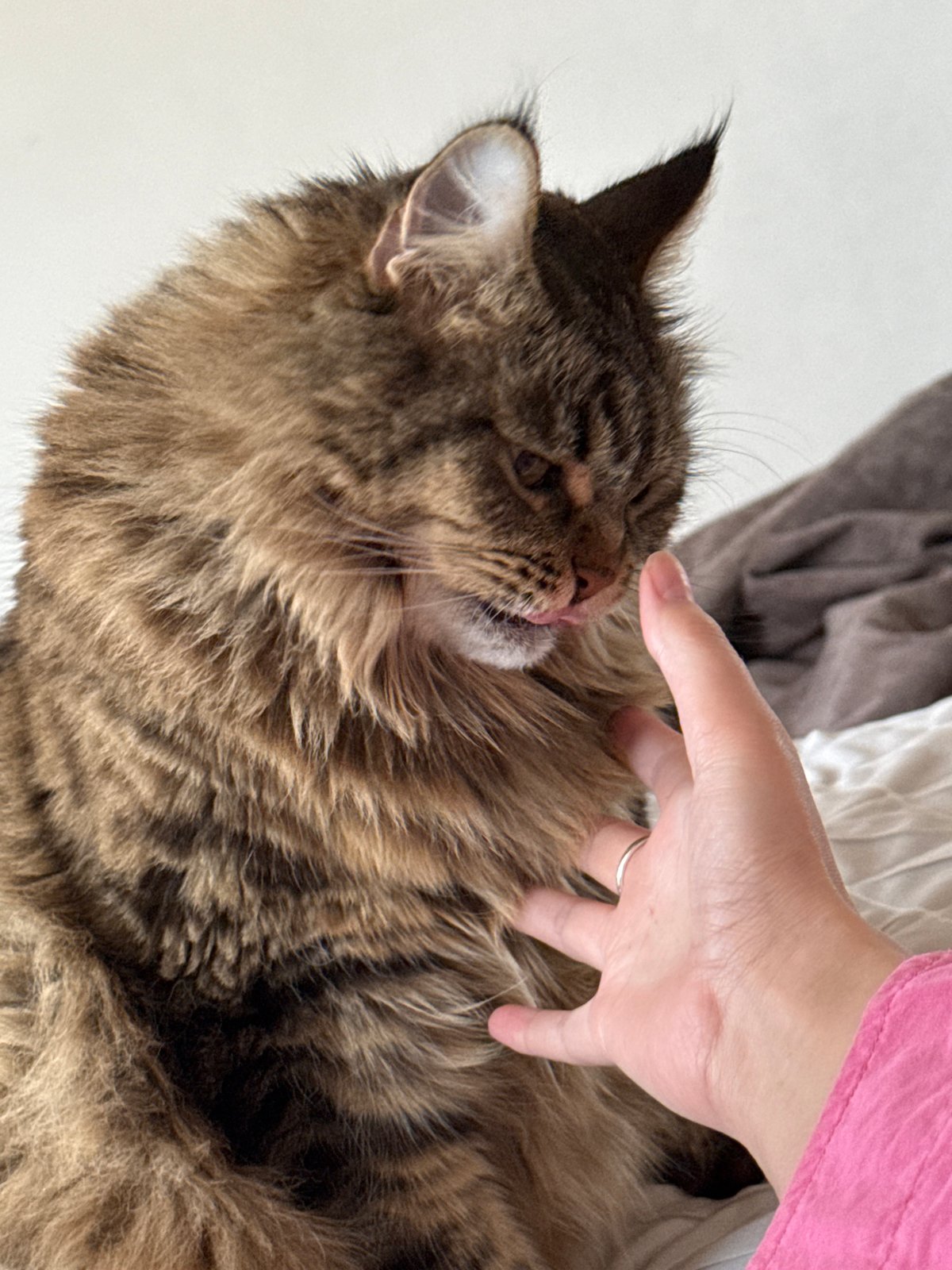 Domestic moments with woman and tabby cat documented in Izhevsk
