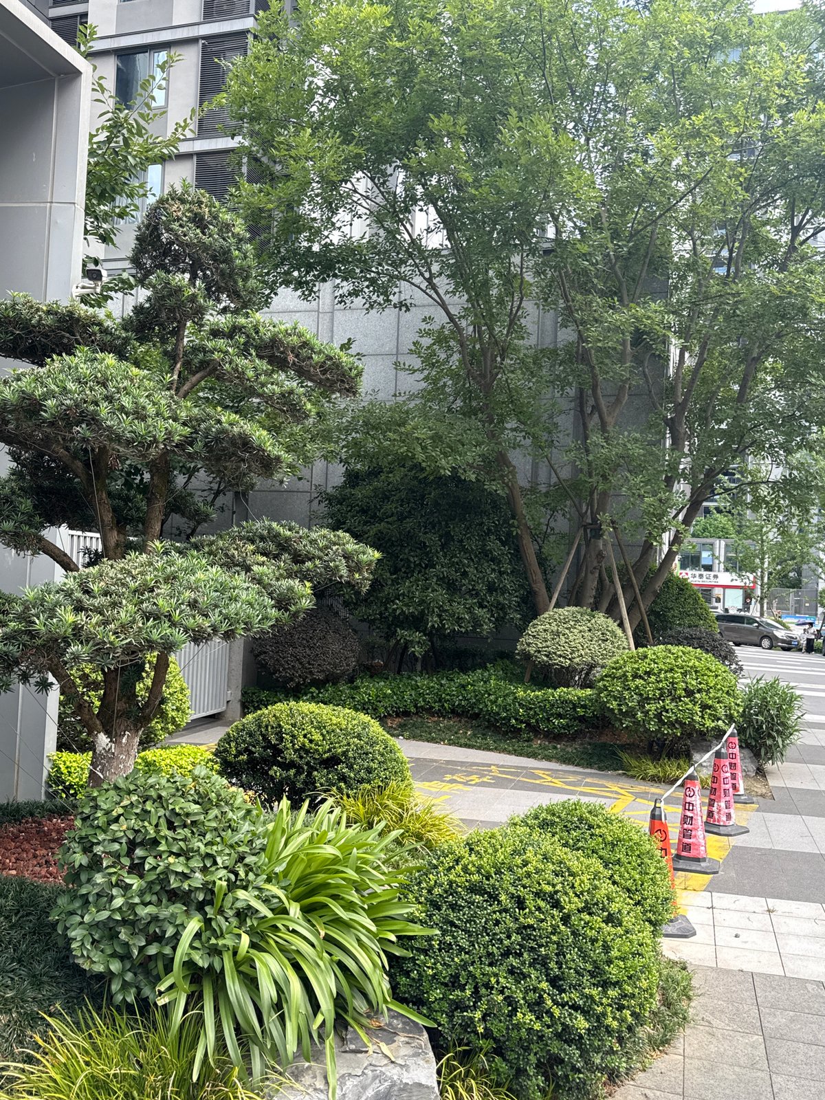 Morning stroll through a Yiwu residential compound with a Pomeranian