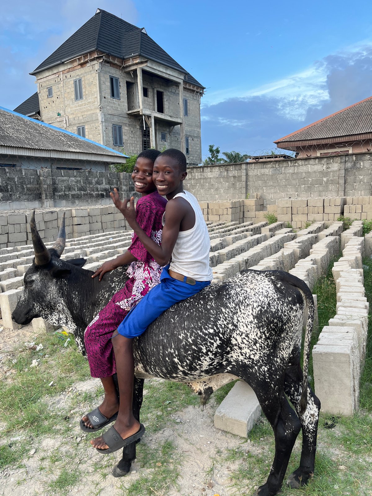 Children ride cattle in Badagry residential construction area