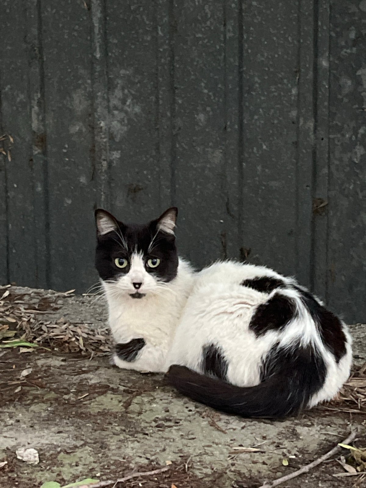 Evening street cats and cooking scenes documented in Pazardzhik