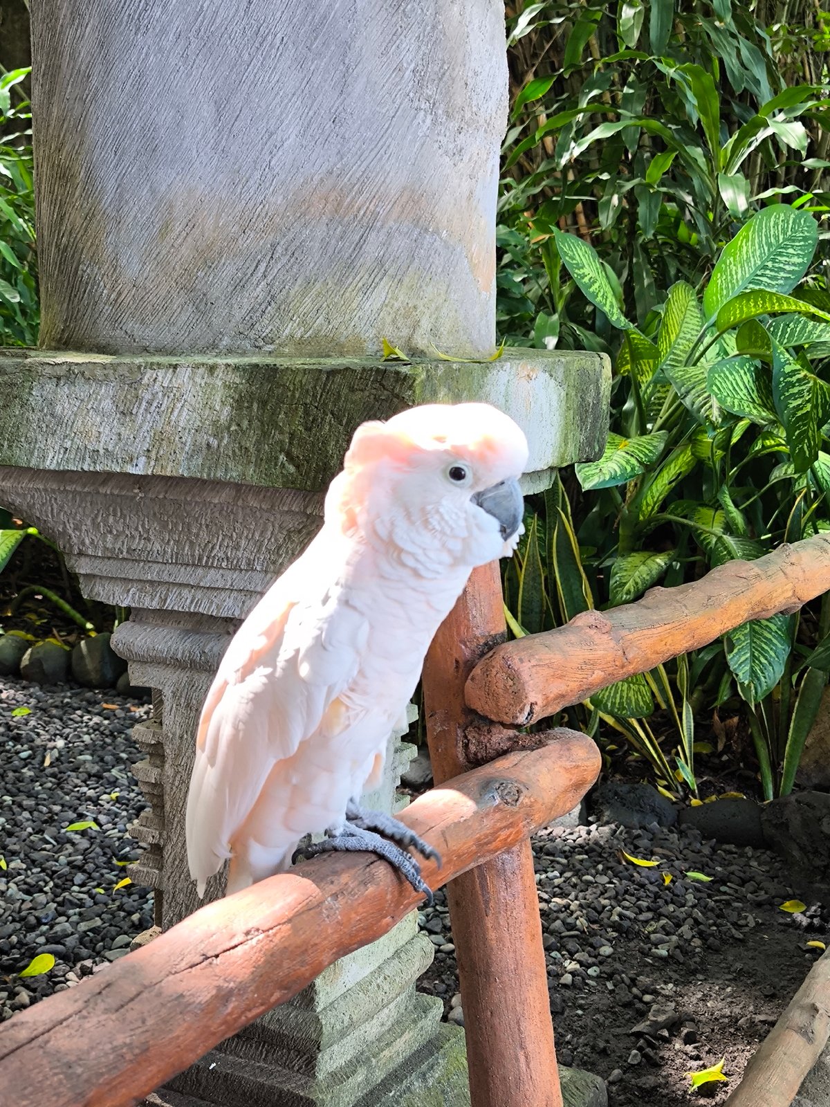 Wildlife park with exotic animals and Balinese architecture documented