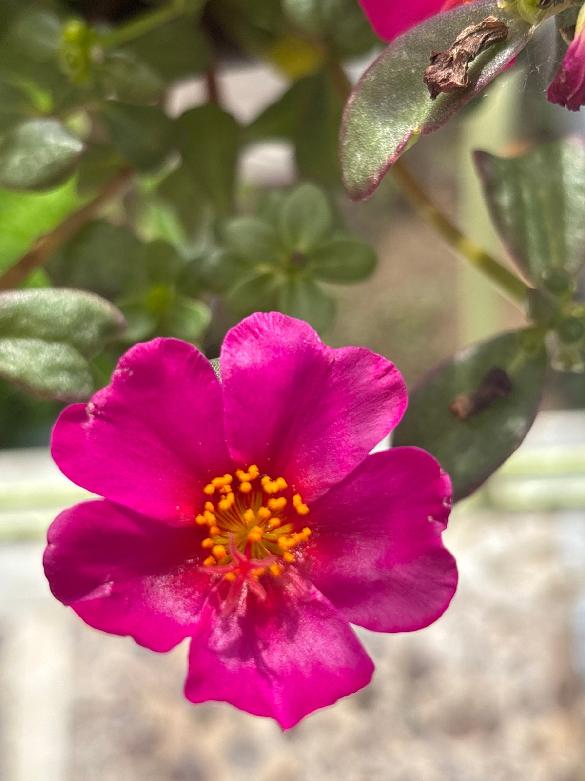 Seaside café garden in full bloom, Mandra, Greece