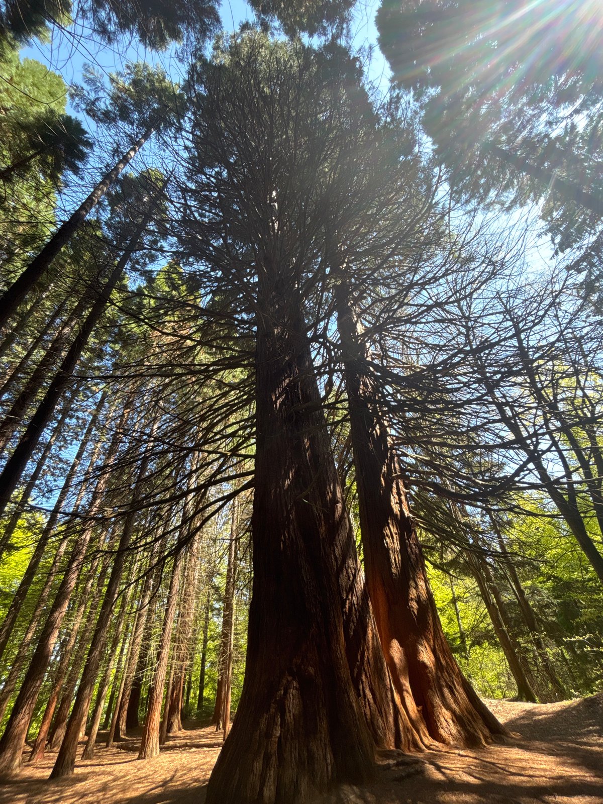 Forest canopy photographed from ground perspective showing clear sky