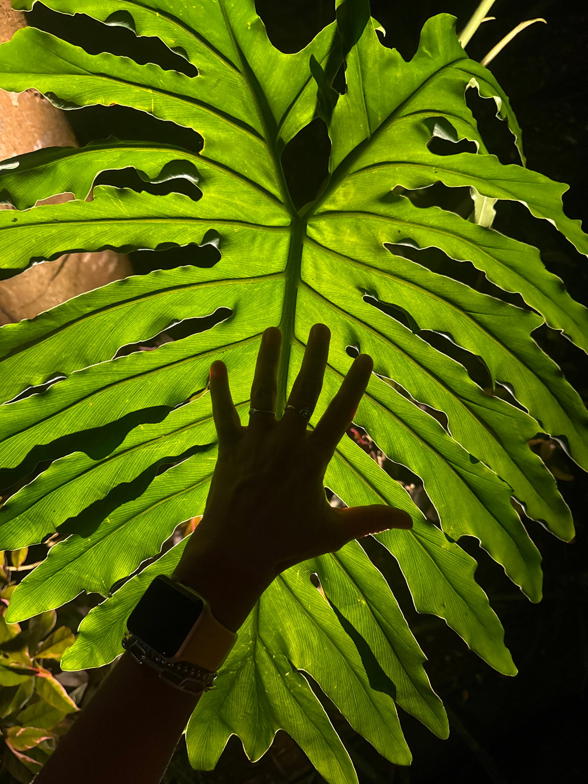 Tropical foliage and nighttime streets documented in Kuta Selatan