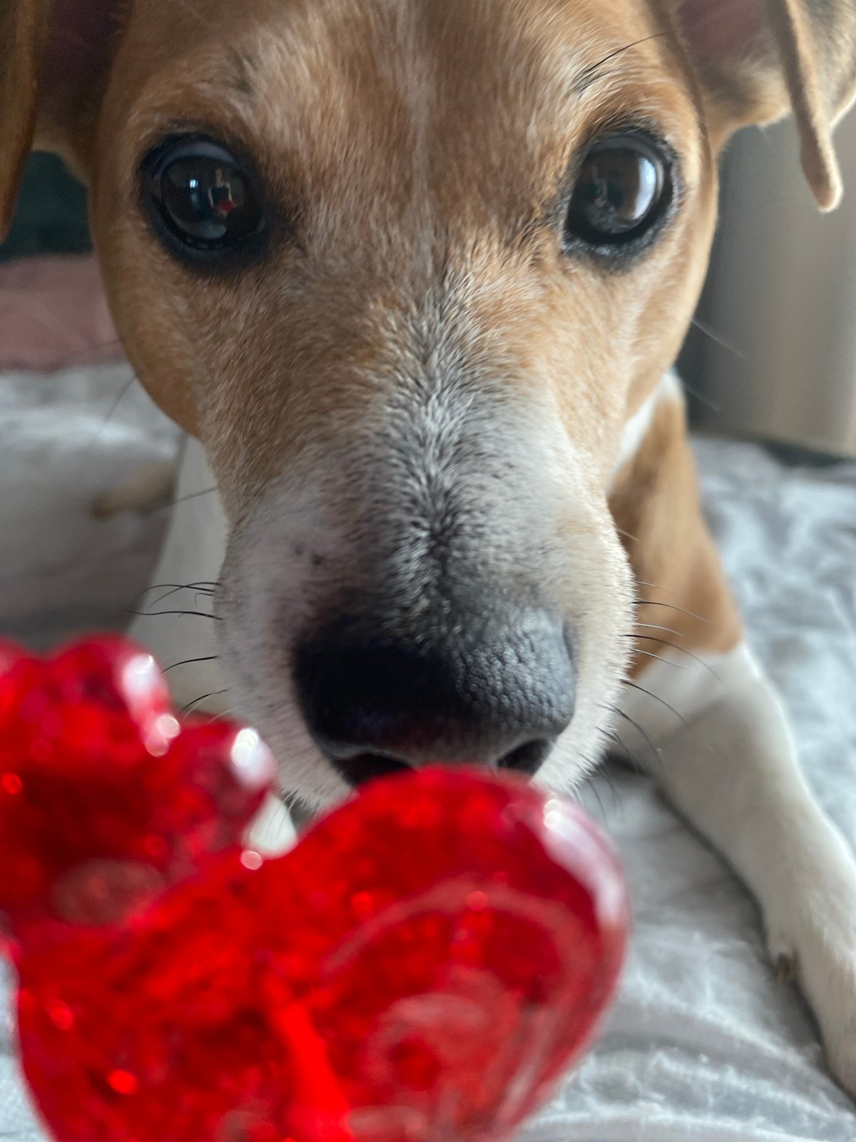 Child and dog share morning moment with lollipop