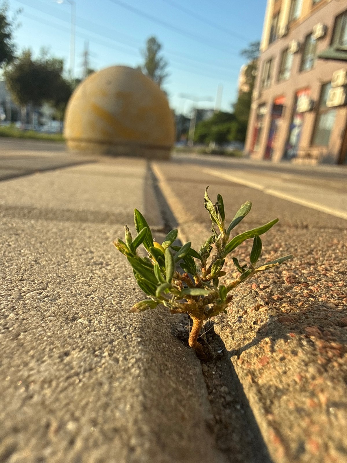 Plants and pavement: small details at ground level