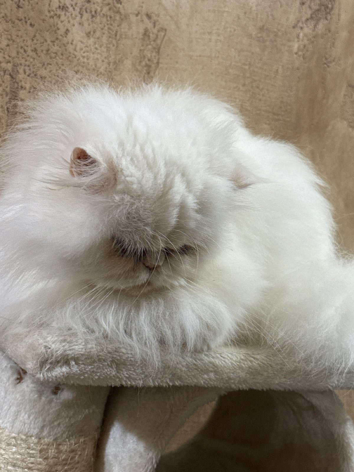 Cats photographed in cozy domestic scenes in Burgas, Bulgaria