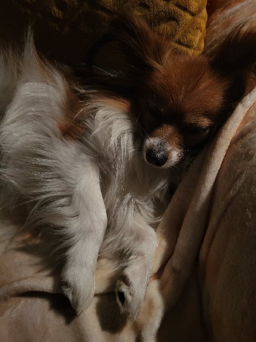 Woman and Papillon dog share quiet evening moments in Budva