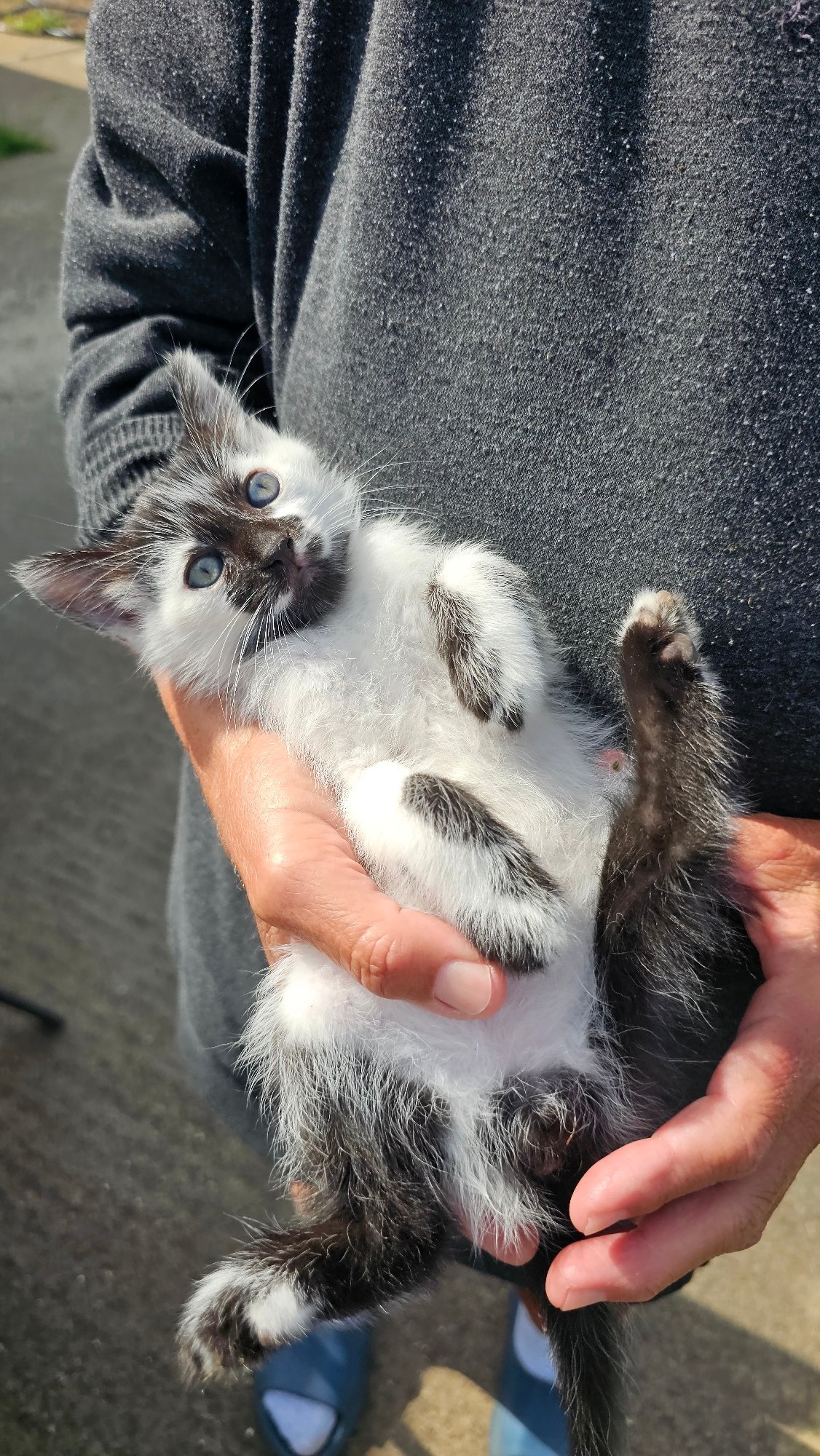 Kittens and cats spotted around Tsarkva, Bulgaria afternoon