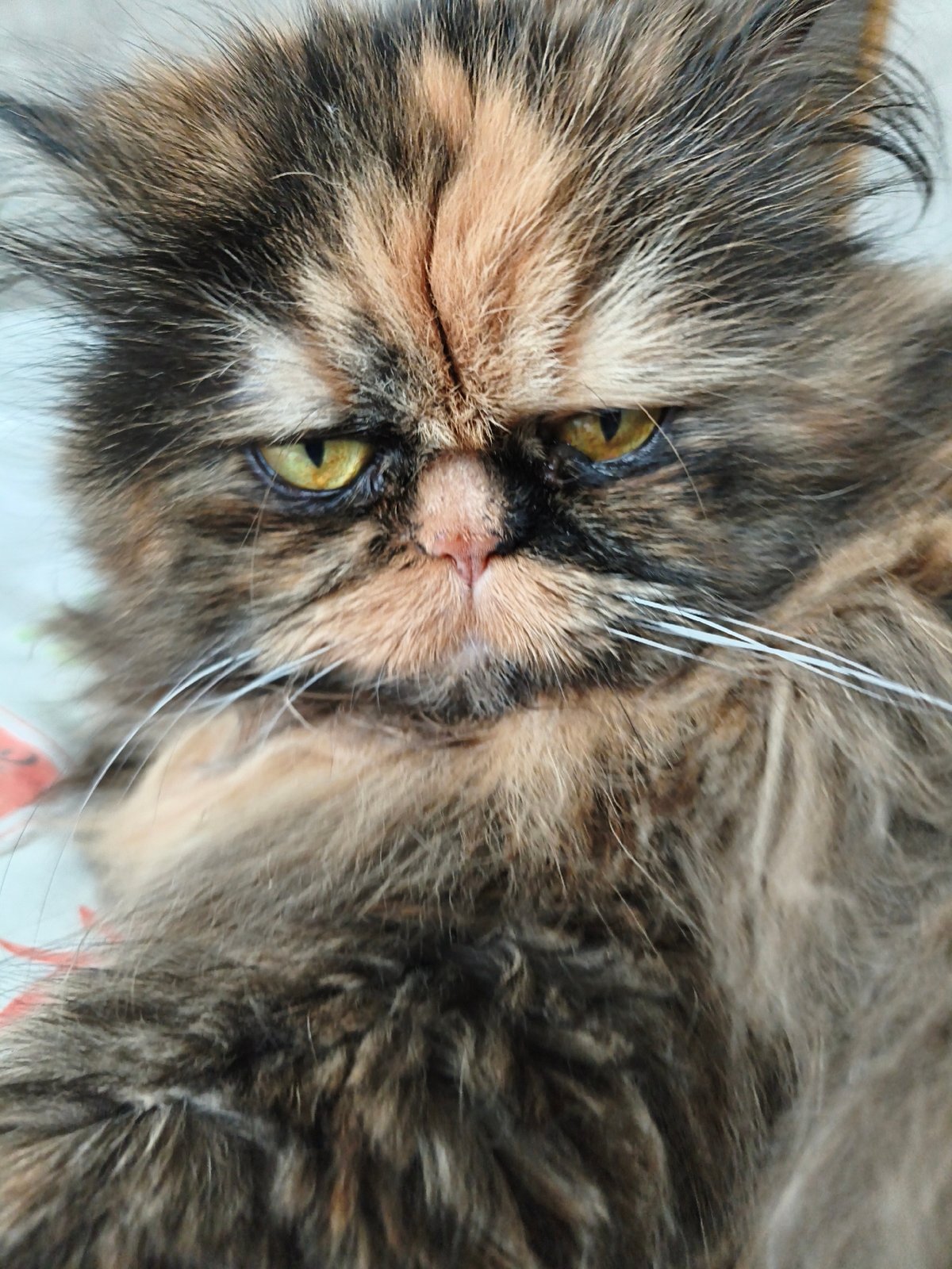 Close-up portraits of a calico cat in Donetsk