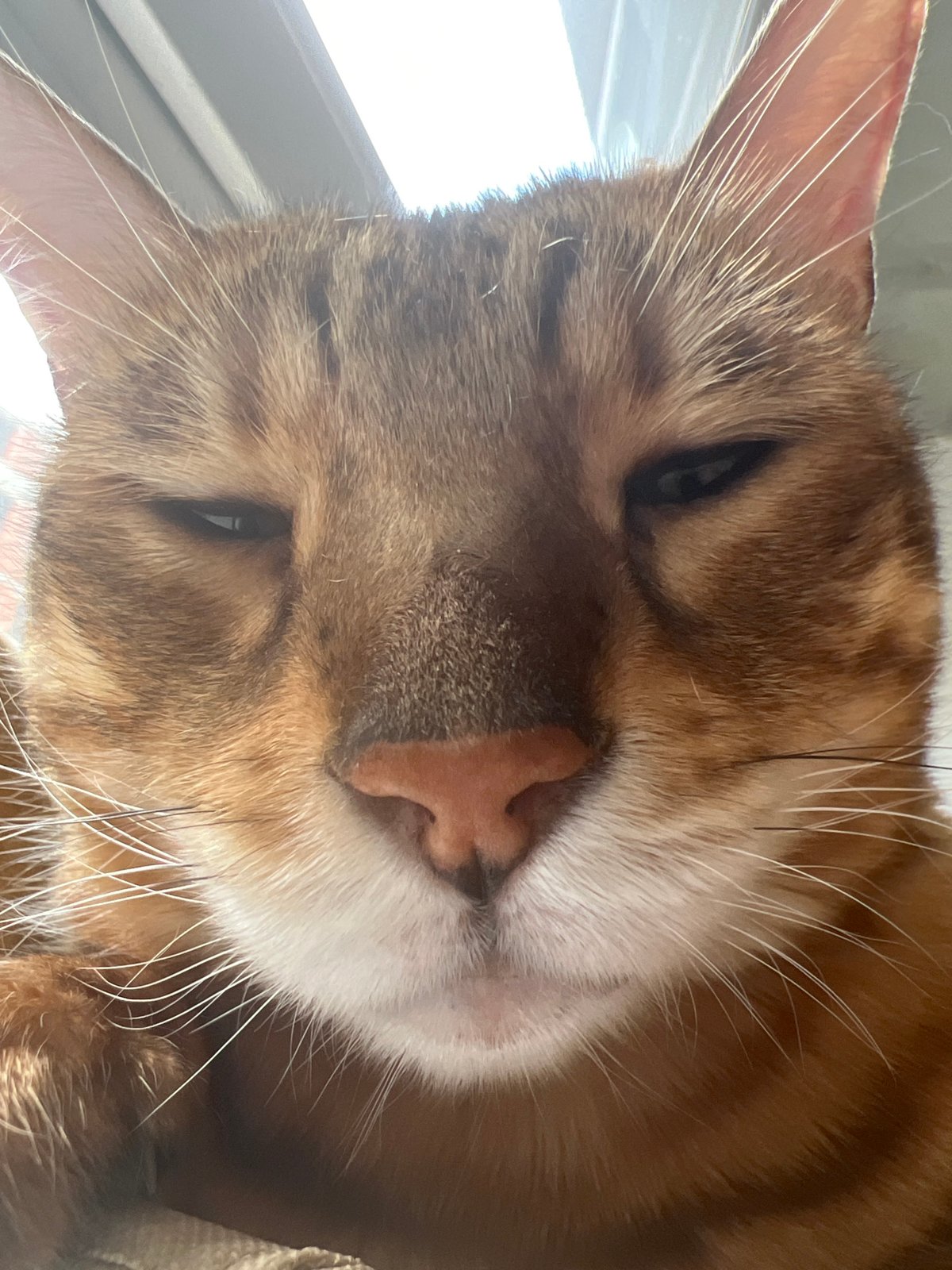 Orange tabby cat, close-up and completely unbothered, Yekaterinburg