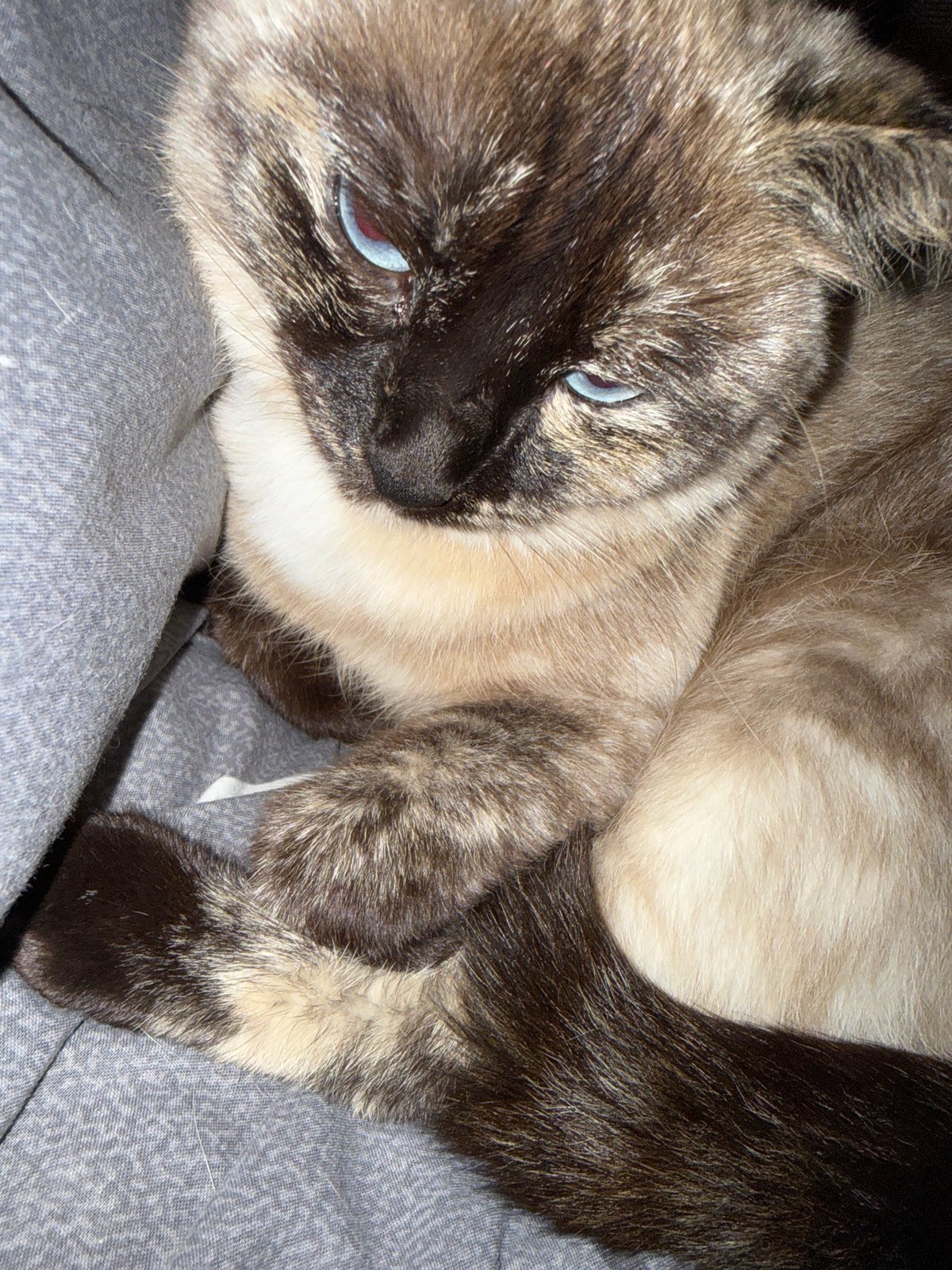 Siamese cat, clutch bag, and ceiling lights at home in Okhtyrka