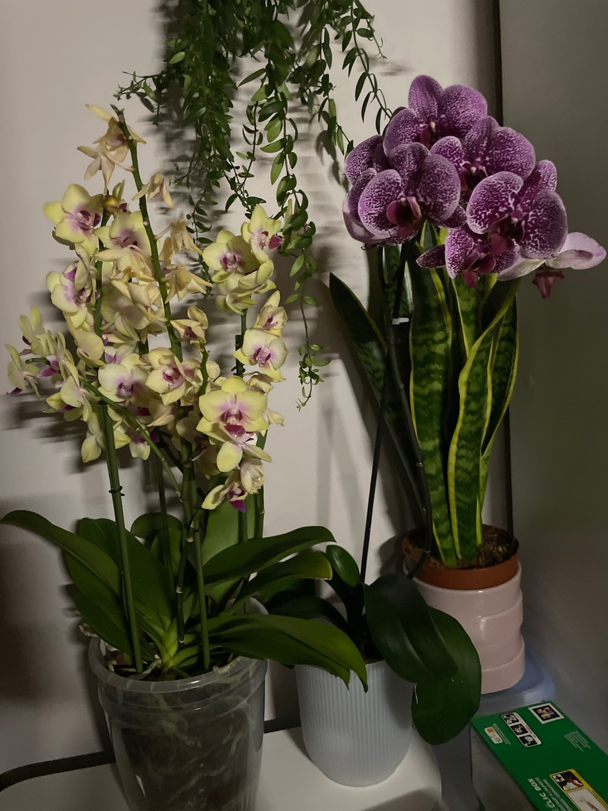 Orchid close-ups and random objects in a casual indoor shoot
