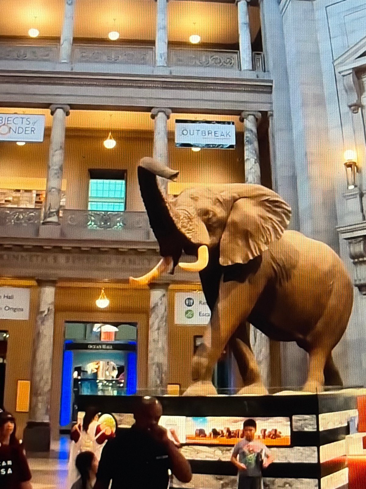 Natural history museum exploration: elephants, sharks, and ocean hall