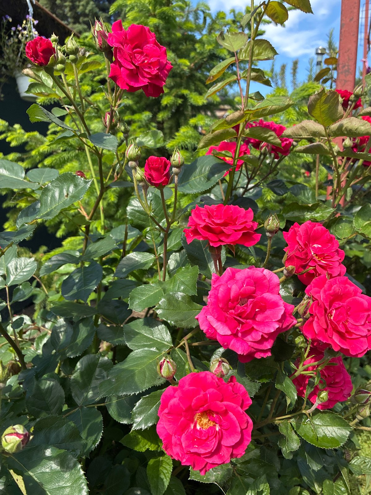 Morning domestic life captured in Varna: baby, dogs, garden flowers