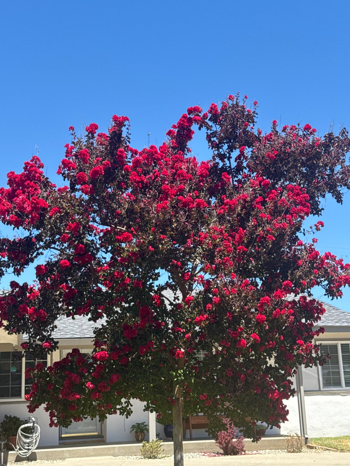 Red crape myrtle in full bloom on a Citrus Heights street