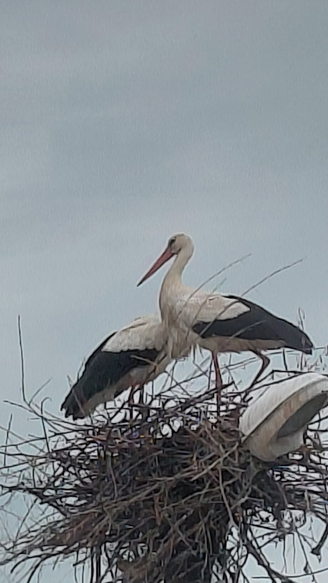 Storks observed at nest during morning hours