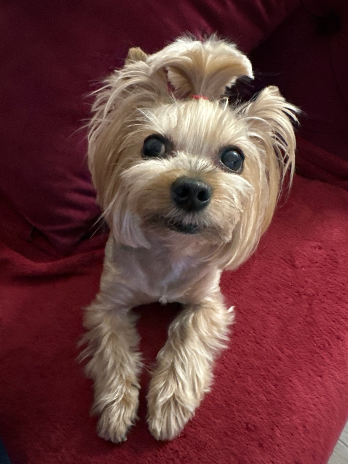Yorkshire Terrier relaxes on red cushions in Sofia home