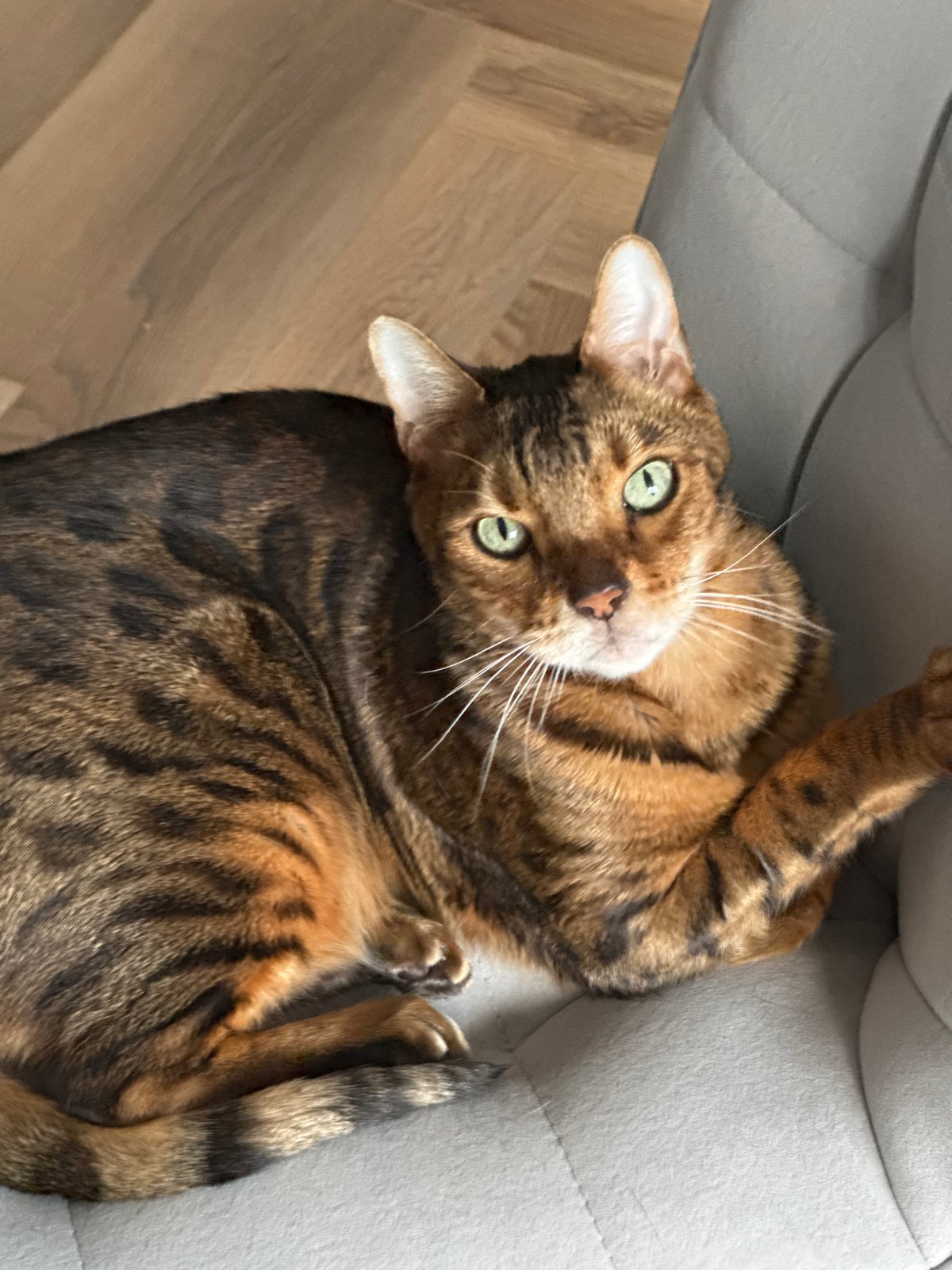 Bengal cat at rest and grooming, indoors