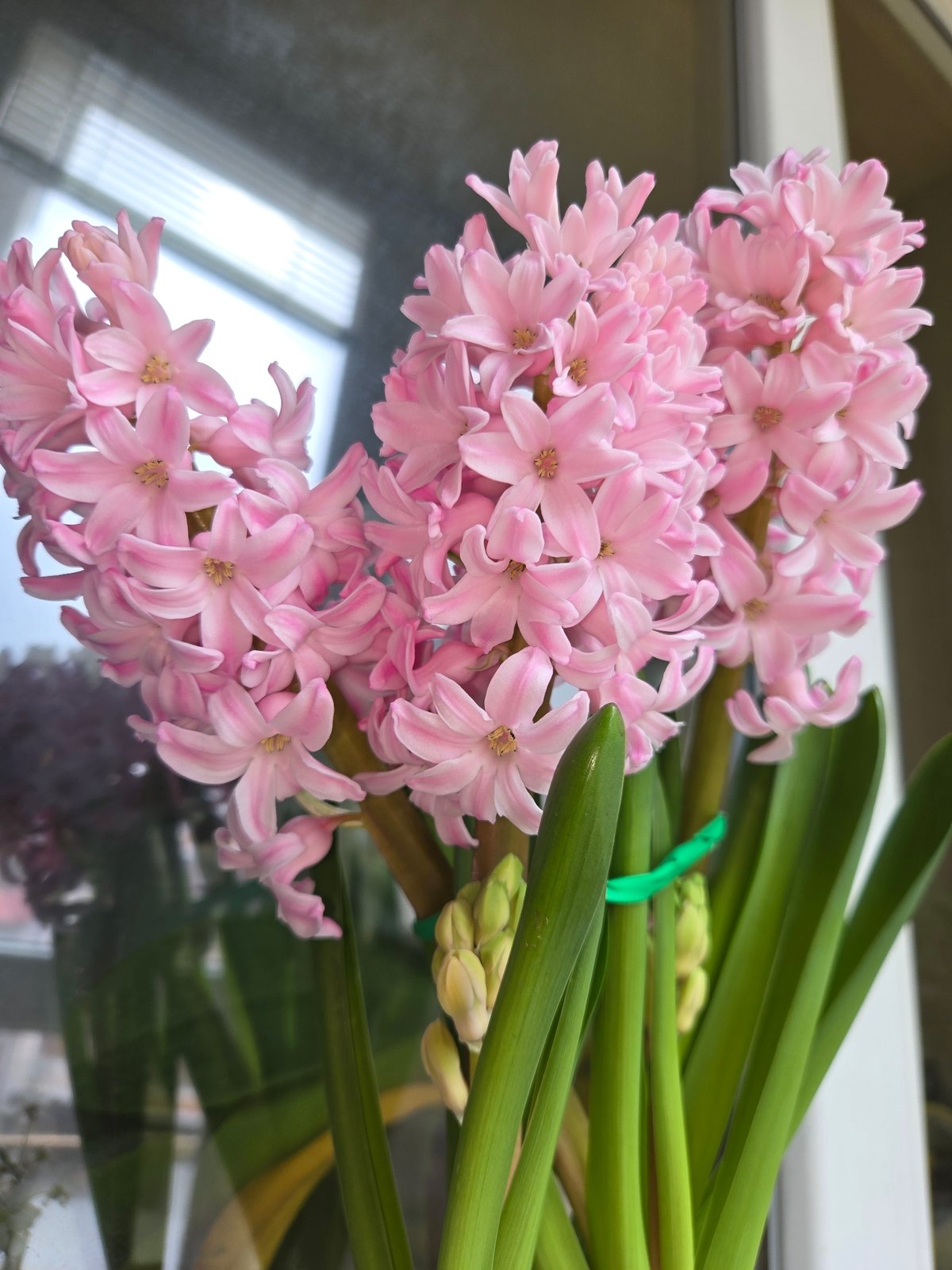 Pink hyacinth bouquet observed on reflective surface in Sofia