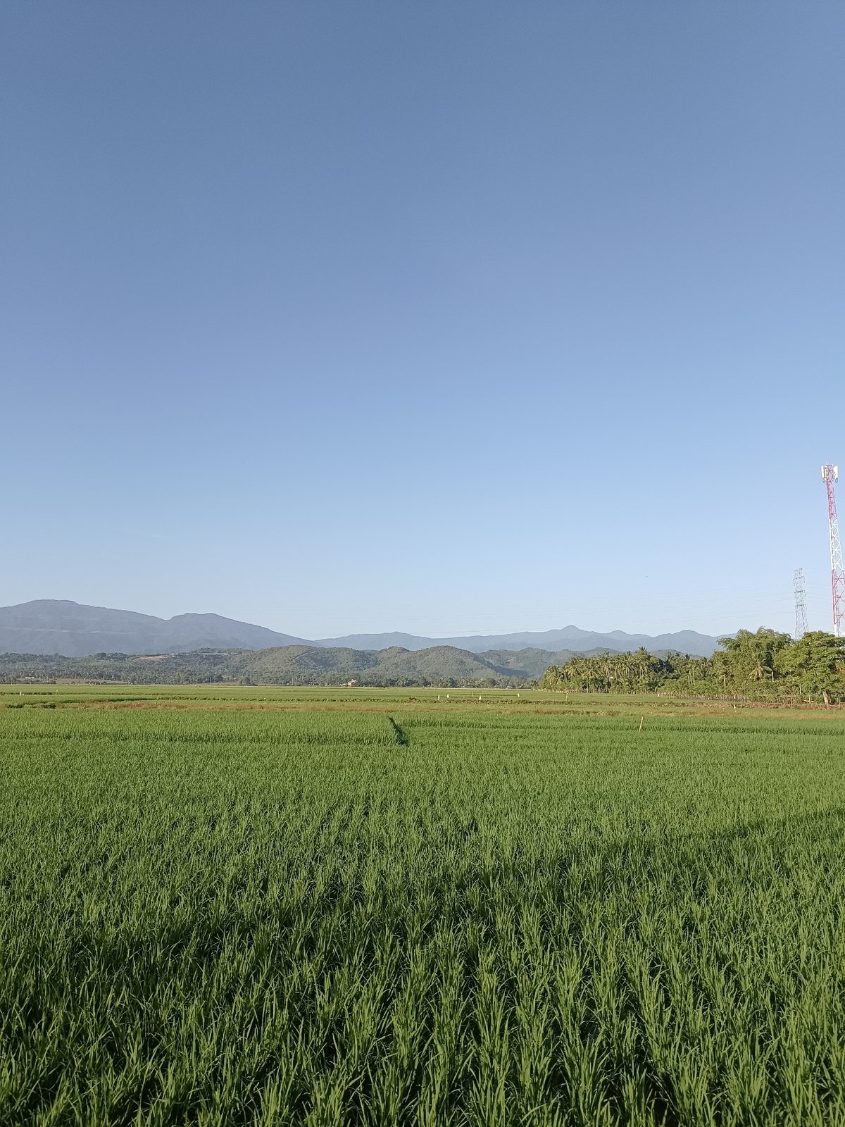 Green rice paddies stretch wide across rural Aceh, Indonesia