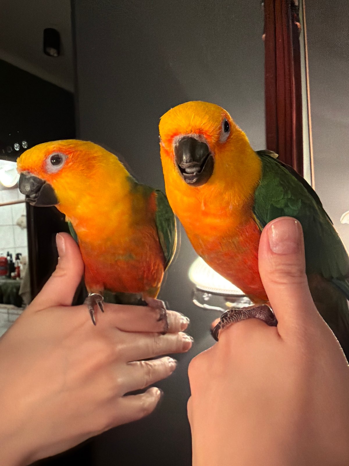 Sun conure parrot photographed in Khimki, Russia