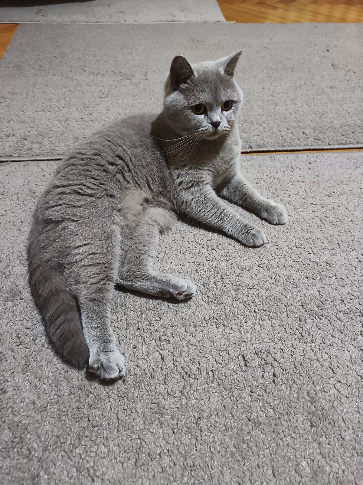 Grey cat rests on rug in Ternopil home