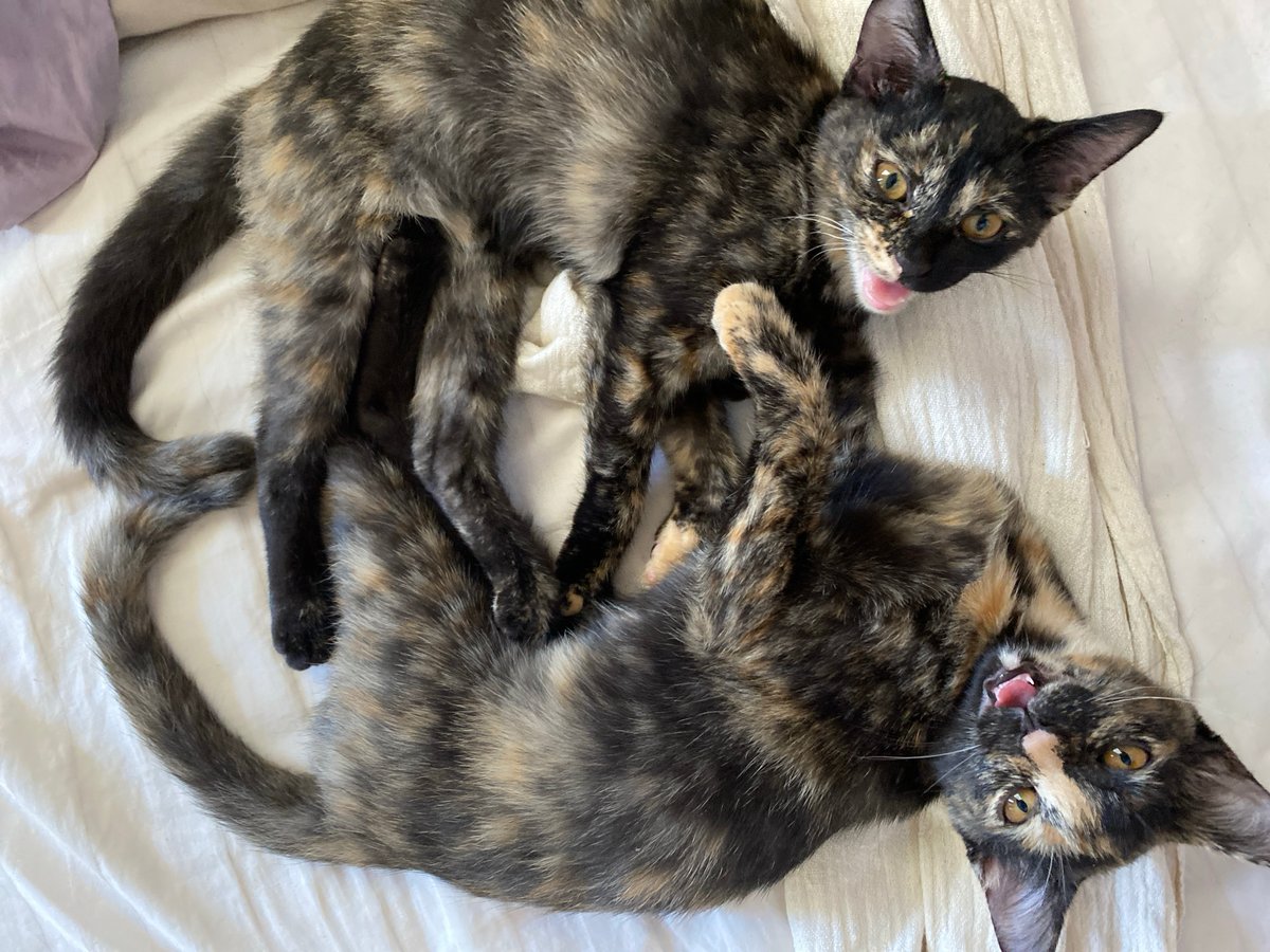 Morning moments: Person and tortoiseshell kittens share bedroom time