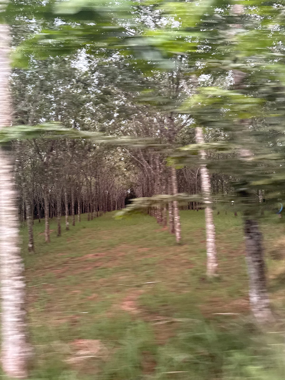 Morning drive through rainy tropical landscape in Thailand