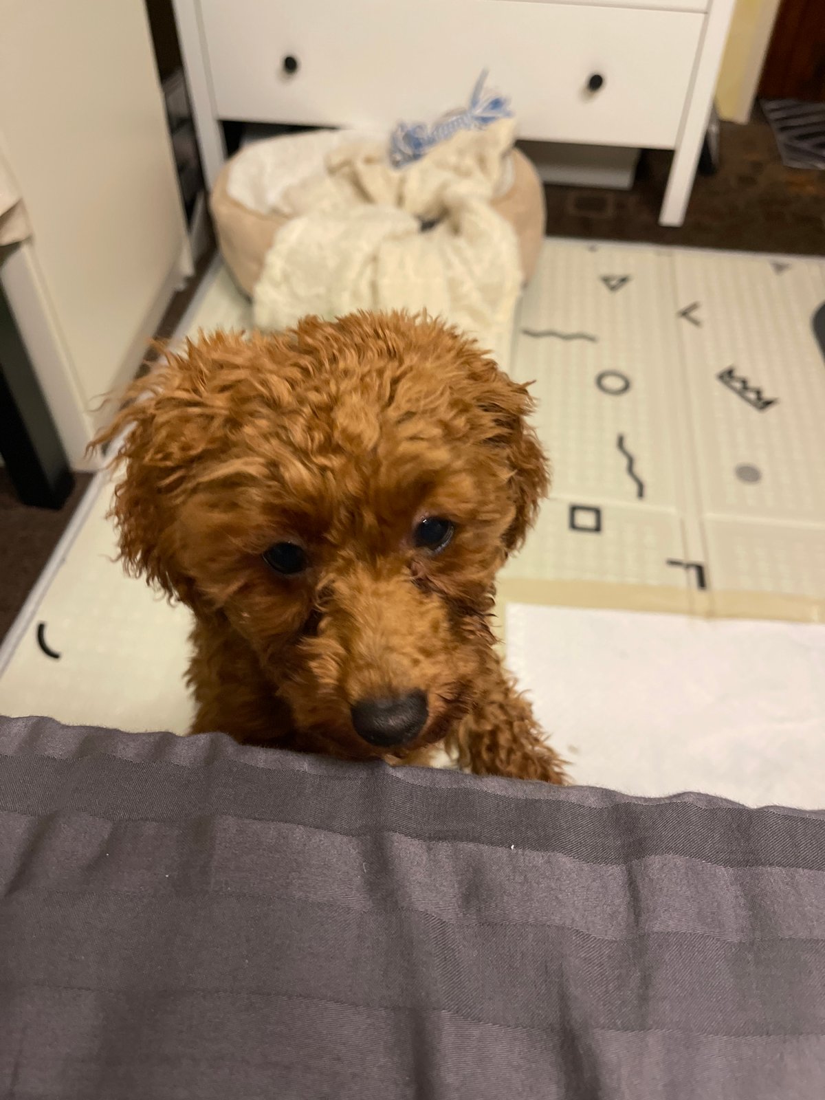 Brown poodle puppy plays at home in Sofia residence
