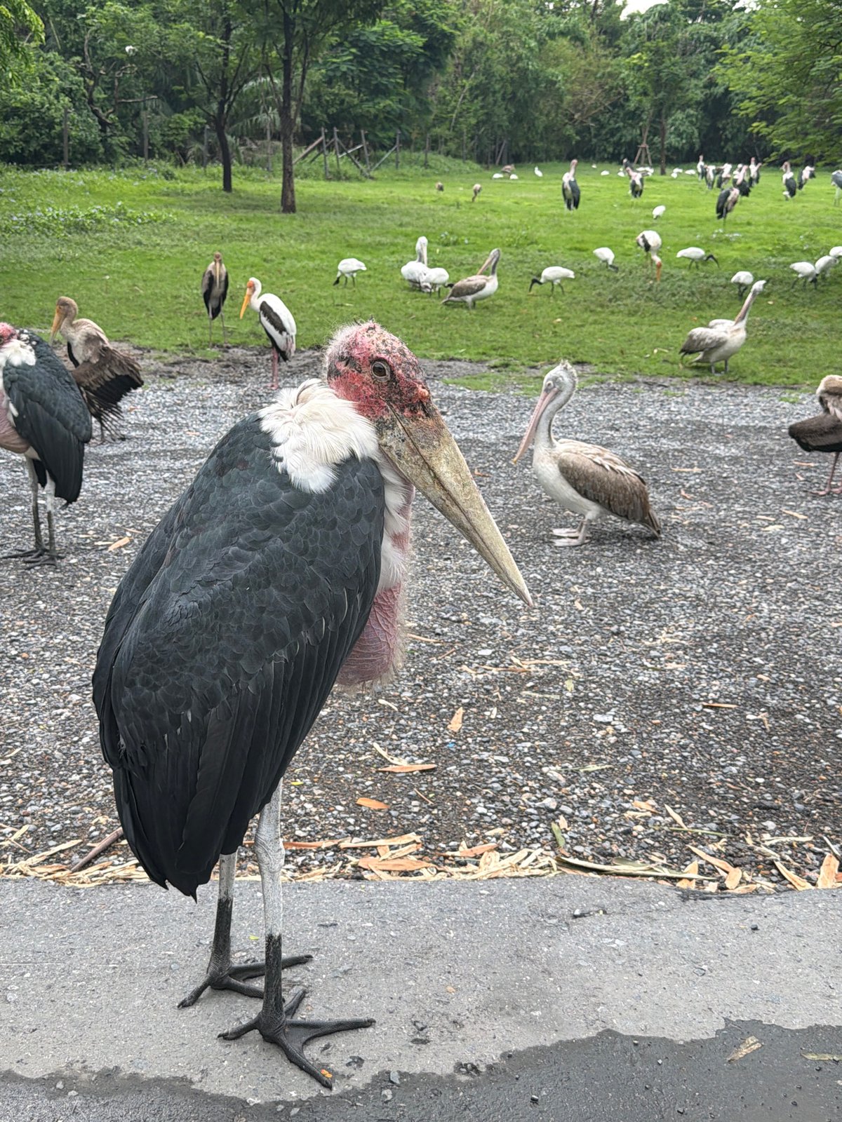 Marabou storks and pelicans congregate at Bangkok wildlife area