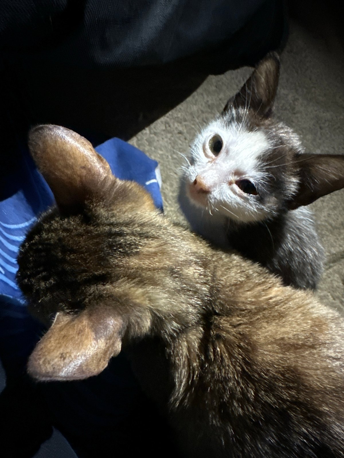 Kittens lounging and nuzzling in a Jos home at night