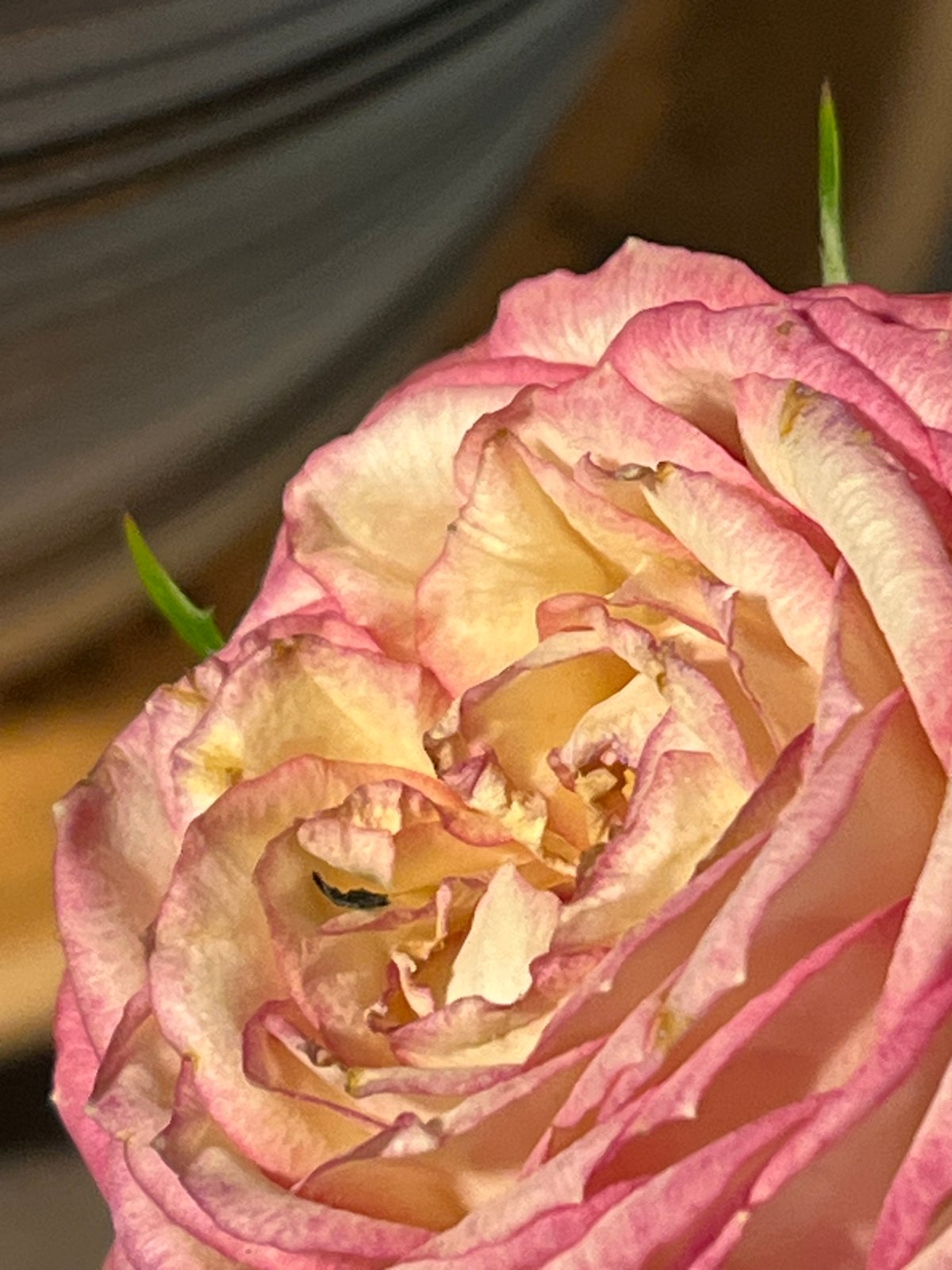 Domestic scenes with wilting roses and household details documented