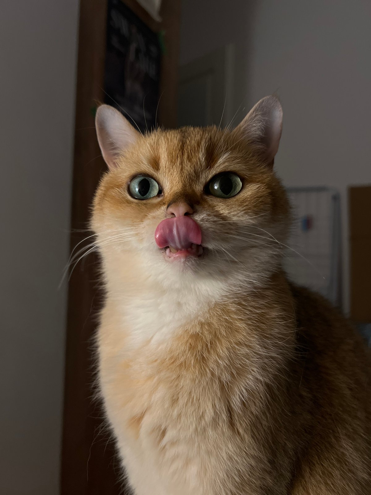 Ginger cat grooming captured in Bjeliši, Montenegro