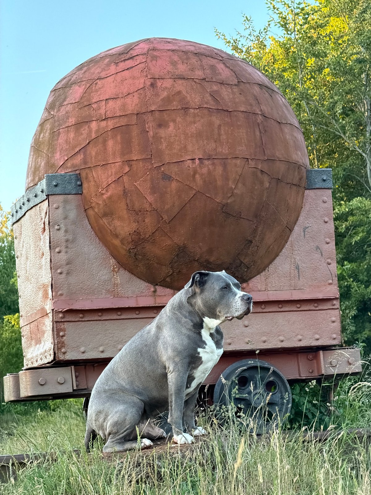 Dog spotted on rocks in Luxembourg park area