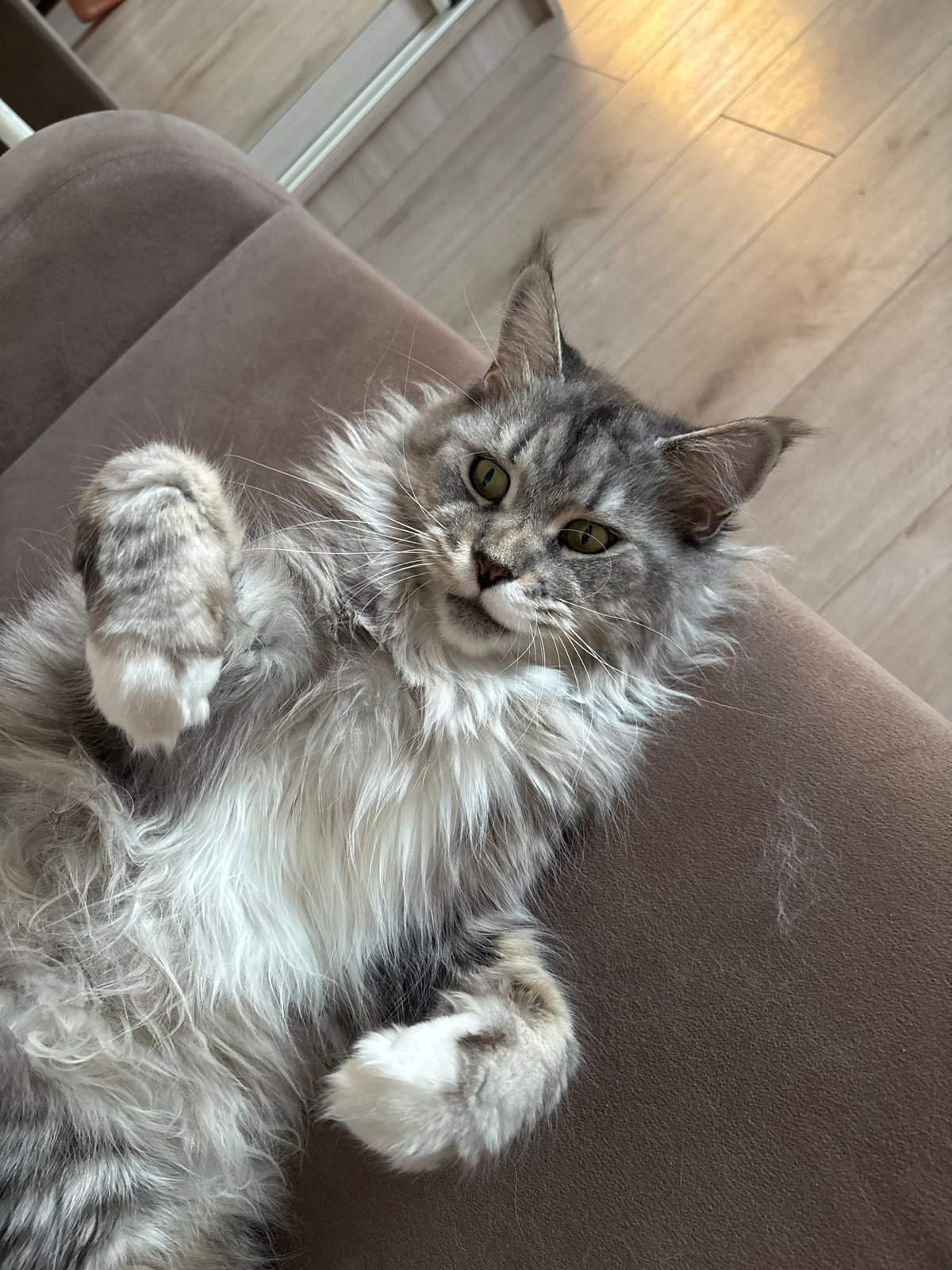 Maine Coon cat in full couch mode, Kazan
