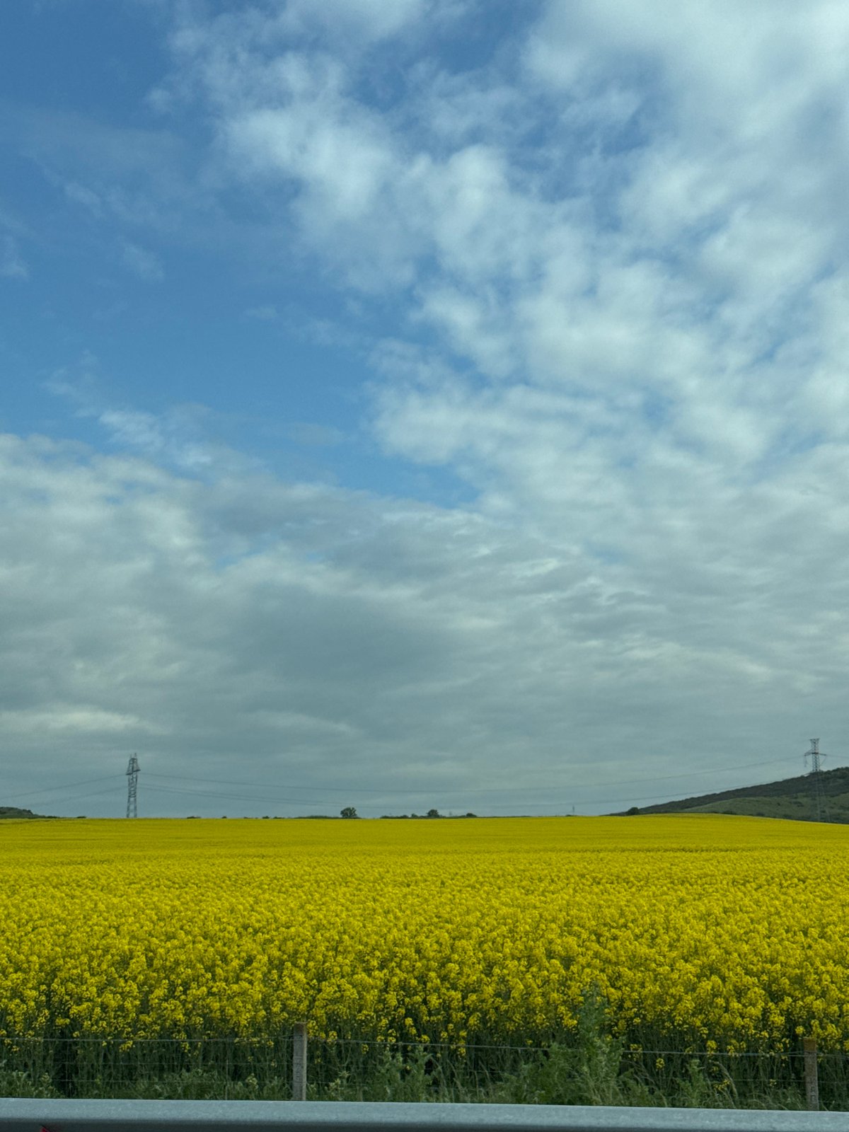 Rapeseed field blooms alongside highway in Bulgarovo, Bulgaria
