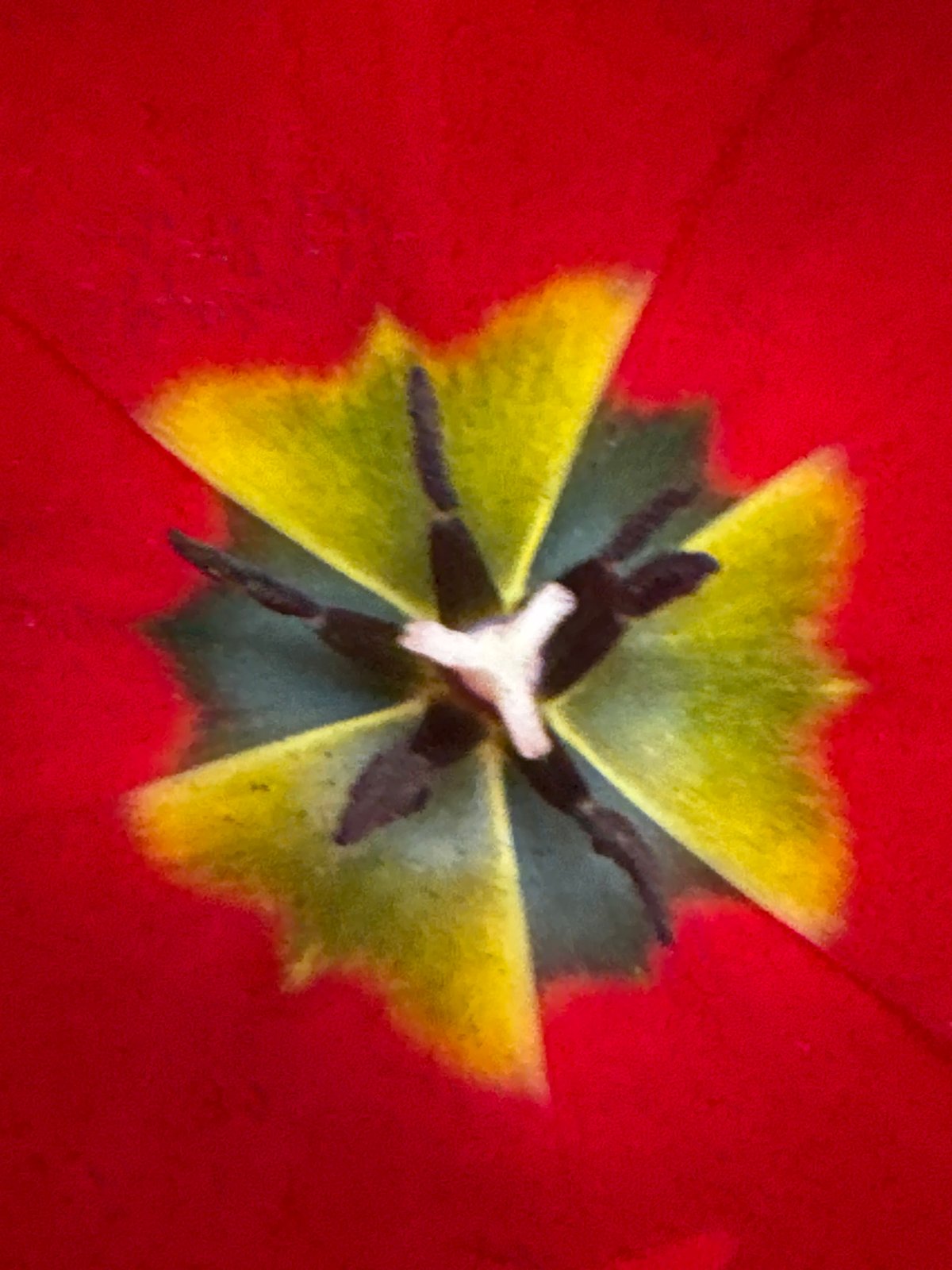 Close-up tulip photography captured in Varna, Bulgaria