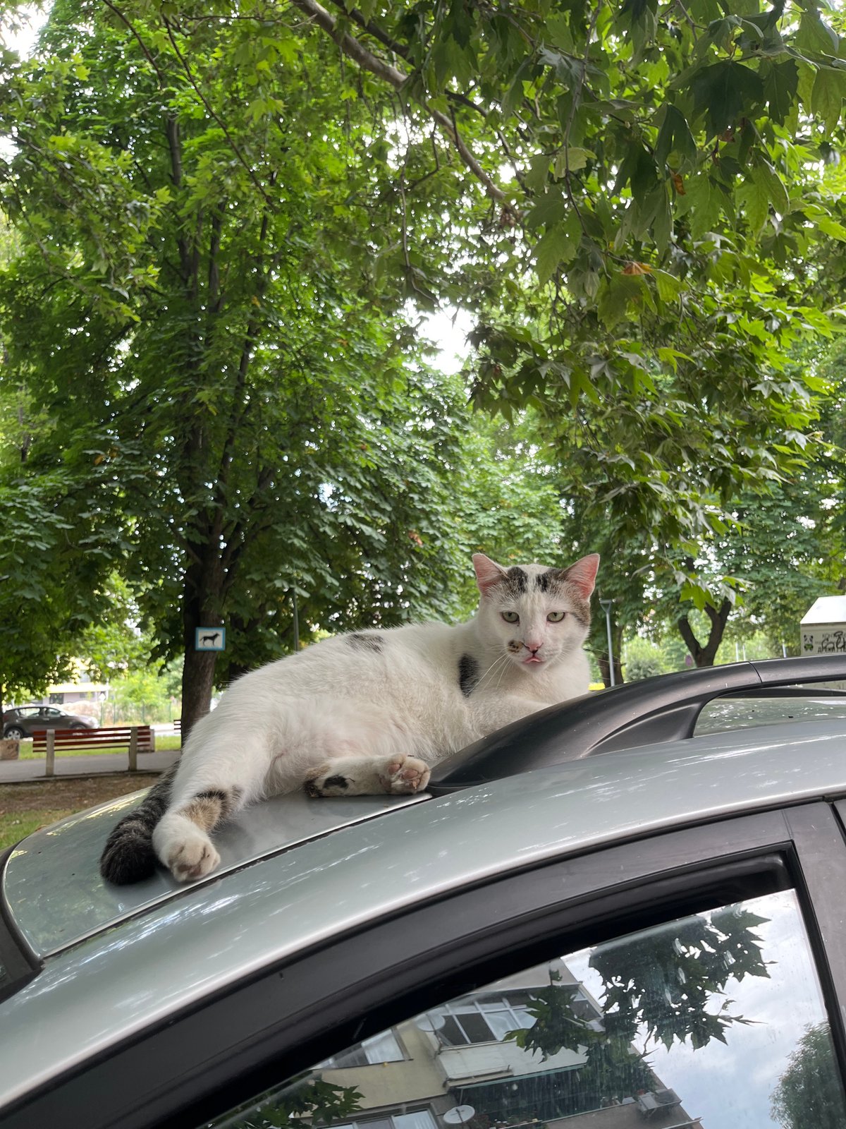 Cats, clouds, and tree-lined streets in Plovdiv