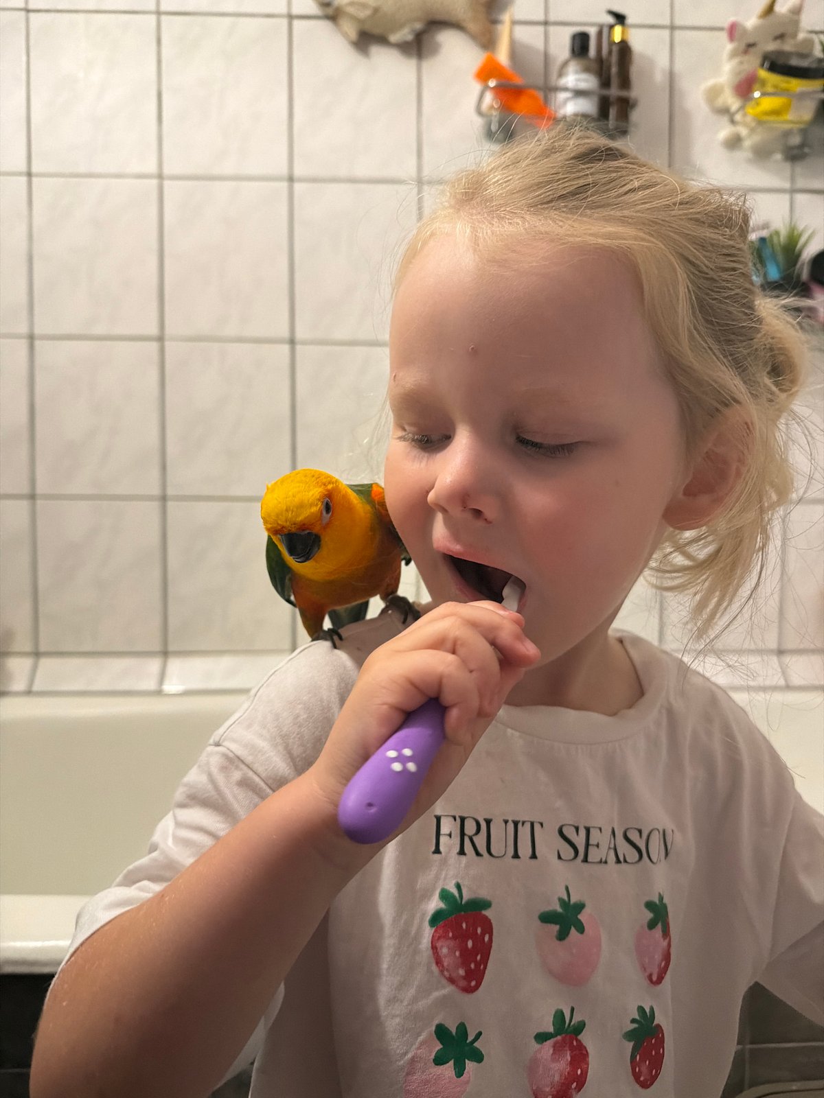 Parrot joins the morning routine in a Khimki apartment