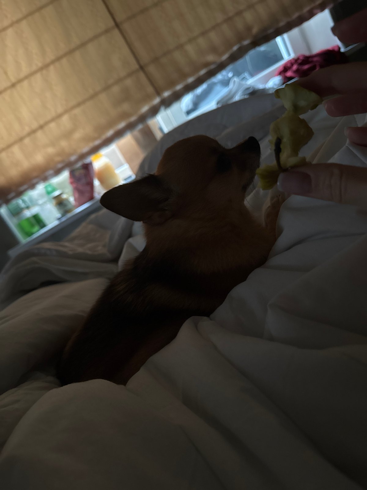 Dachshund Hand-Fed Food While Lying in Refrigerator Bed