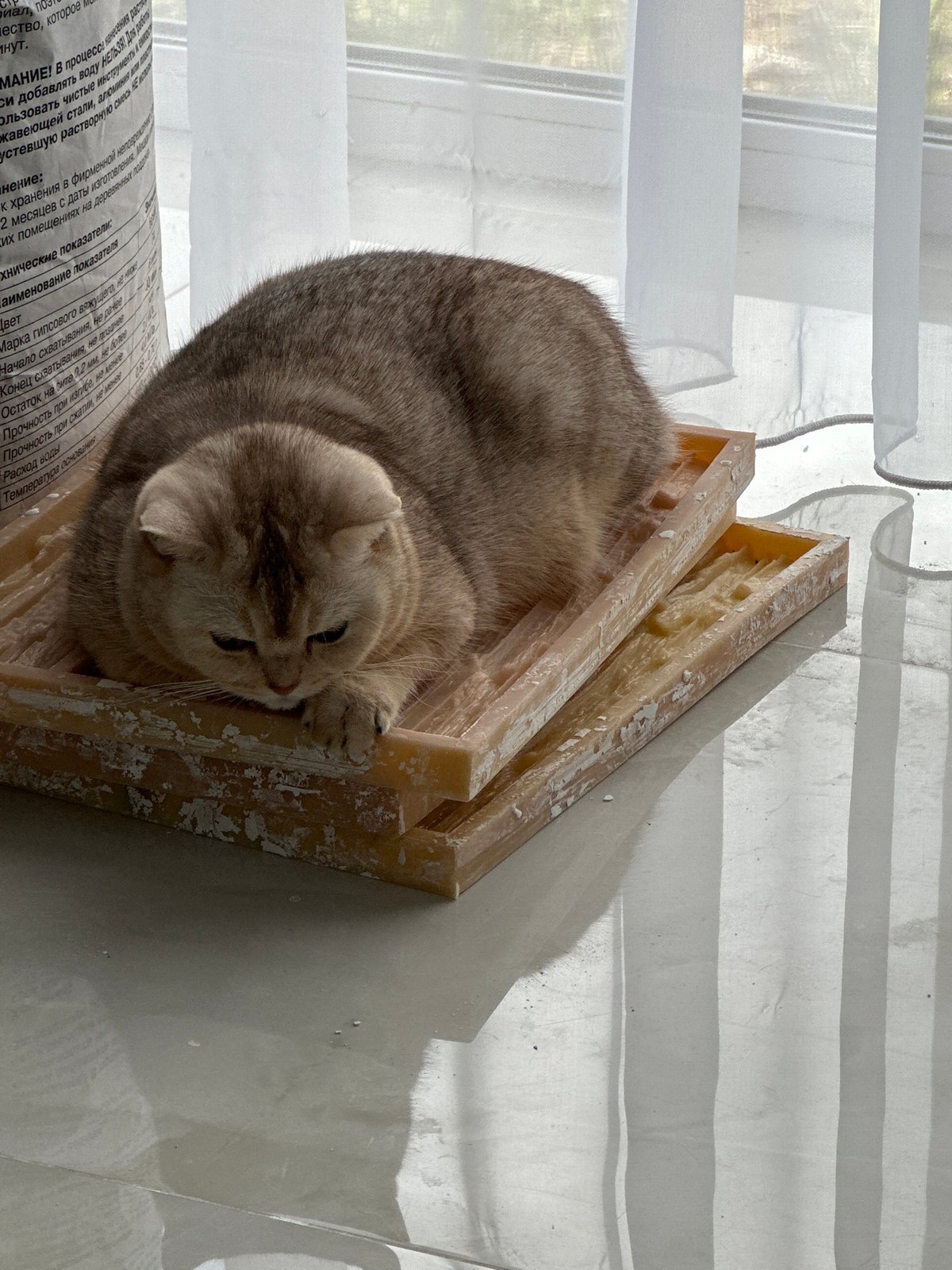 Tabby cat observed resting and grooming on tiled floor