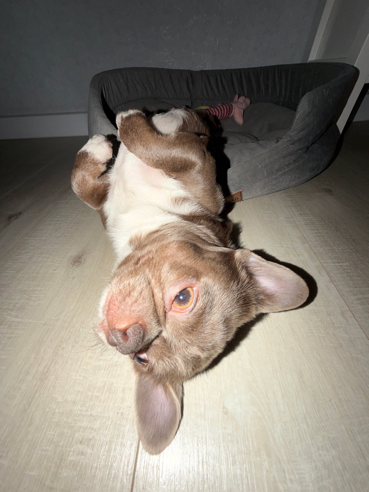 Baby and puppy play together on road mat