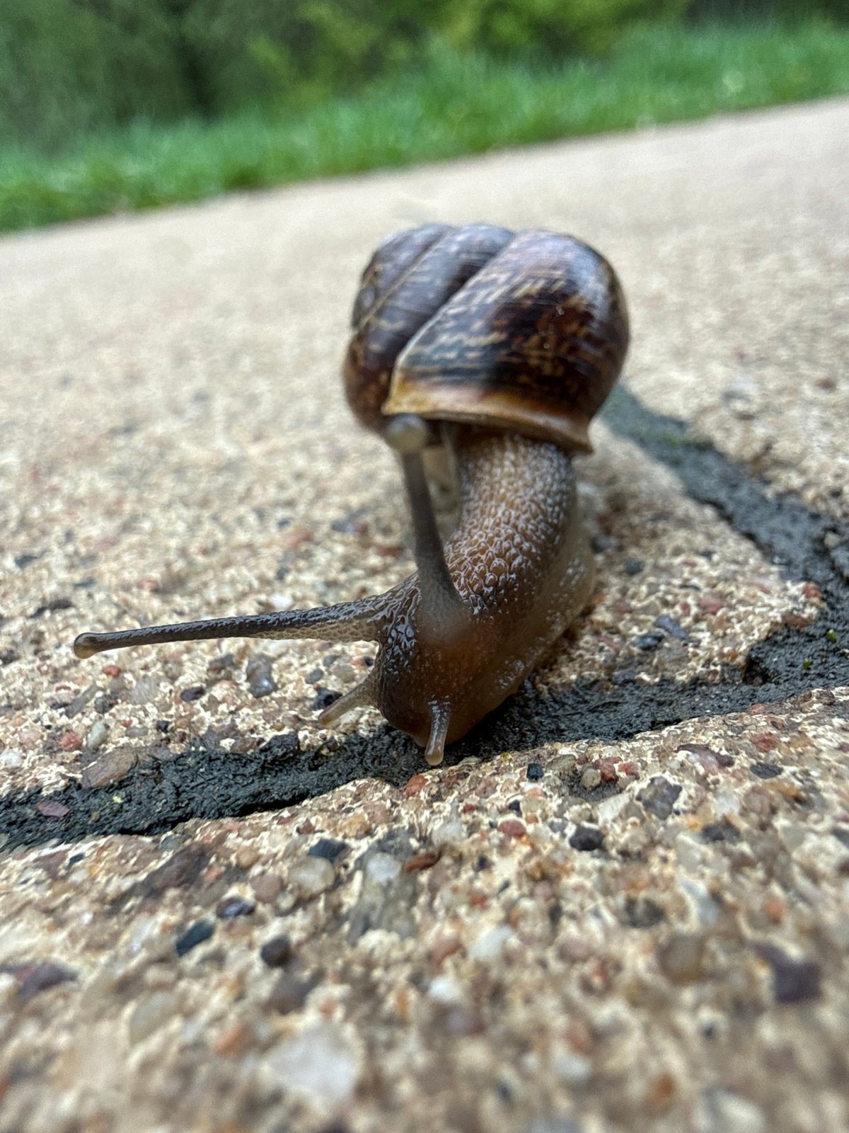 Snail spotted crawling on Moscow concrete surfaces